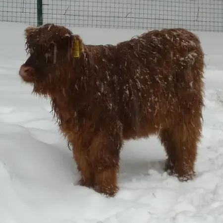 Landidyll * Breitenbrunn (Saxony)